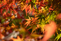 箱根の紅