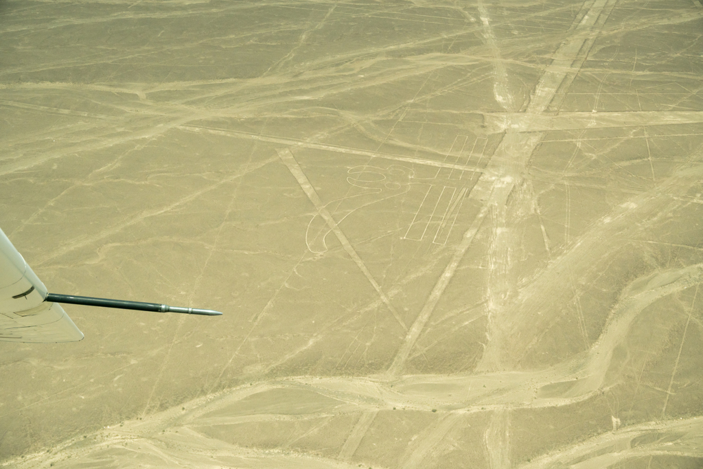 オウム（ナスカ地上絵）