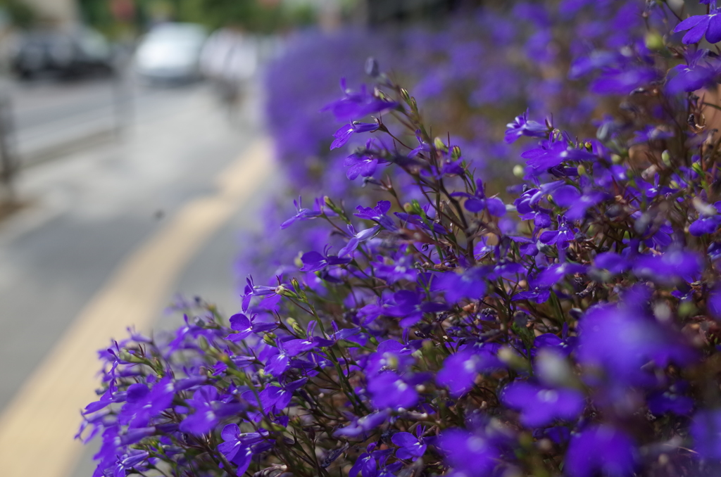 花　紫