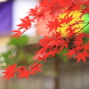 秋の名残