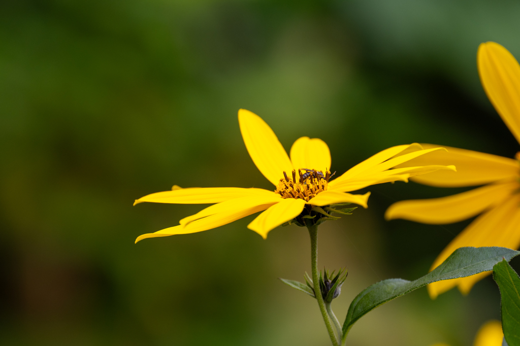 気取らぬ愛らしさ