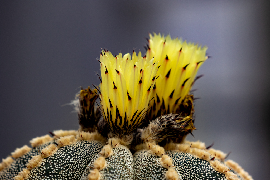 サボテンの花