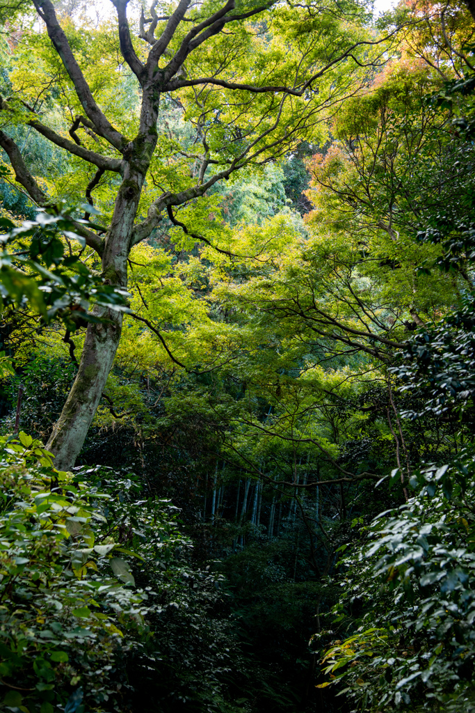 山道