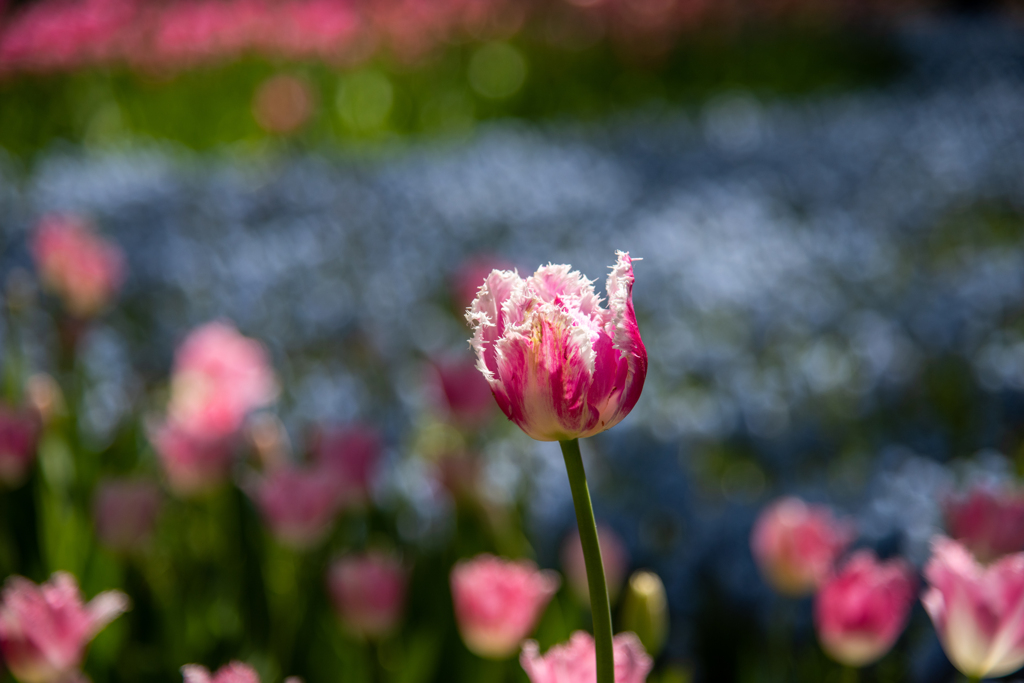 愛の芽生え