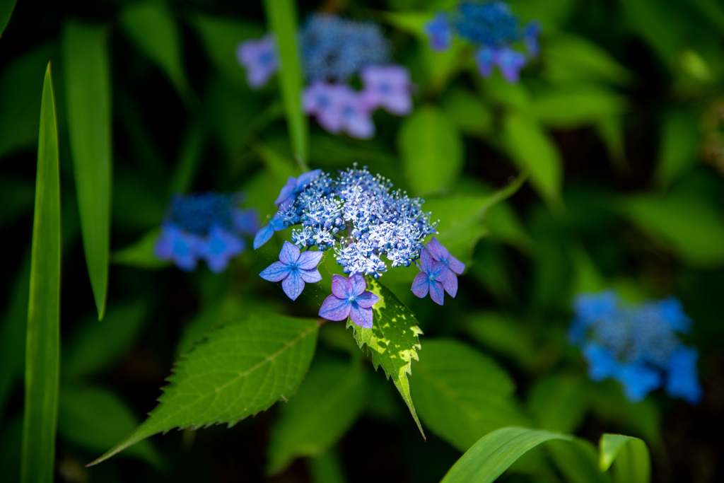 紫陽花