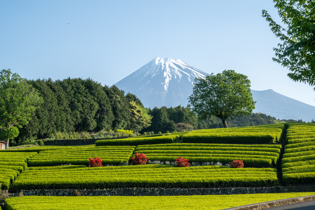 富嶽を望む