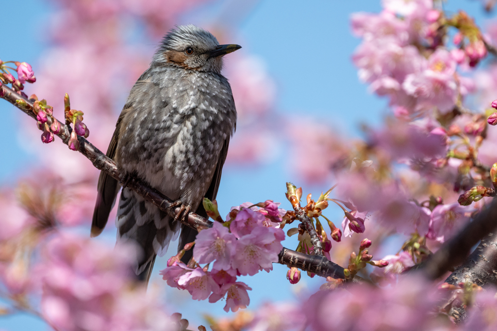ヒヨちゃんの花見