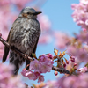 ヒヨちゃんの花見