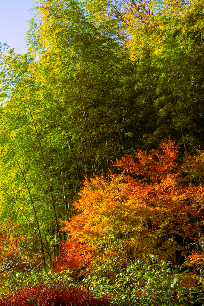 青竹と紅葉