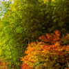 青竹と紅葉