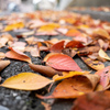 落ち葉
