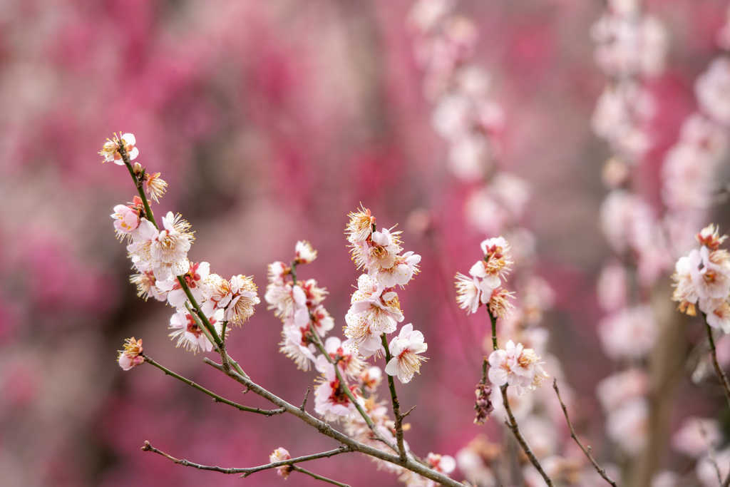 春花礼賛