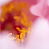 桜色