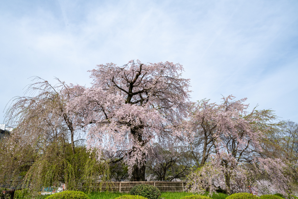 祇園しだれ桜