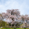 祇園しだれ桜