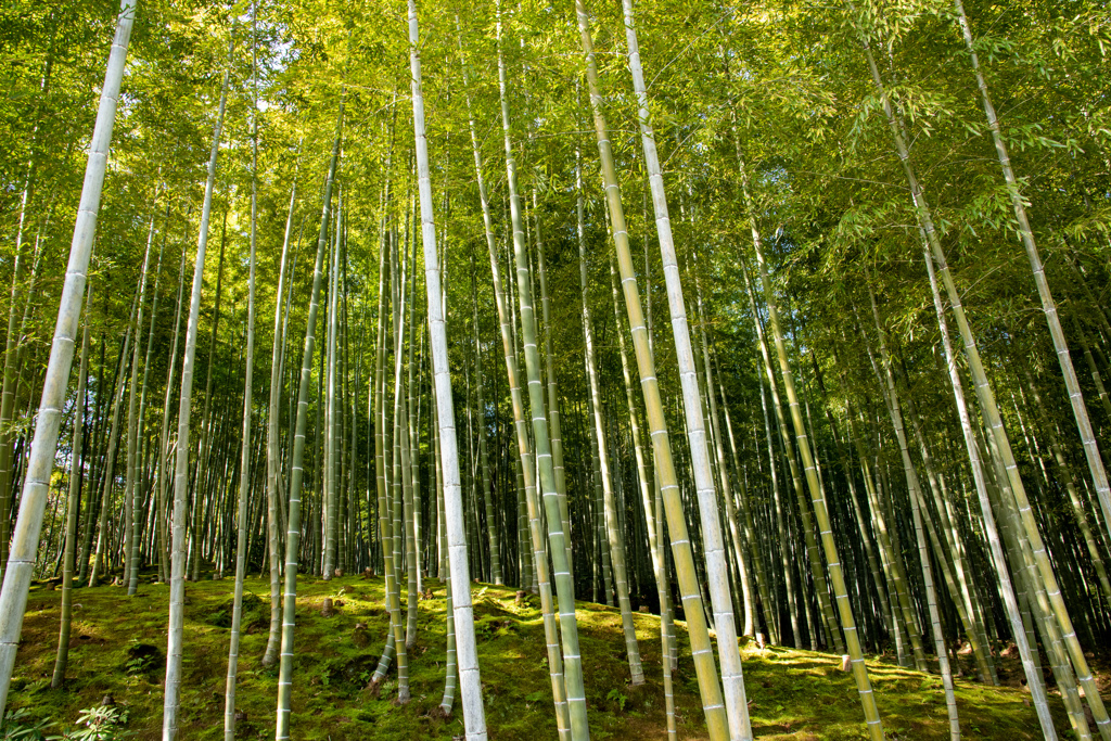 竹林