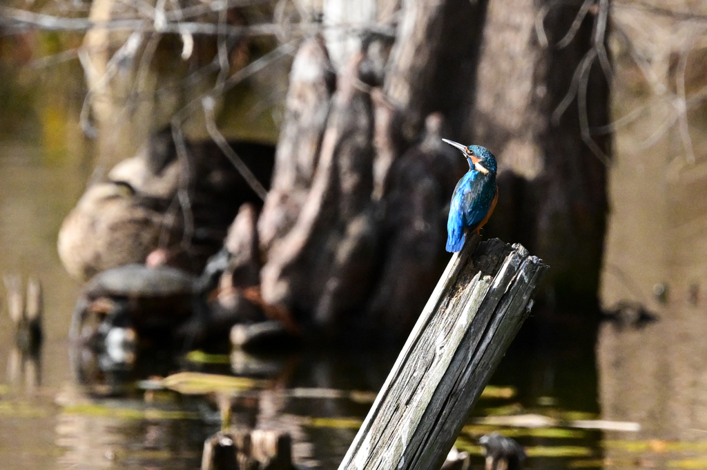 蒼い背中を誇らしげに