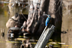 蒼い背中を誇らしげに