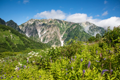 花と山