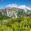 花と山
