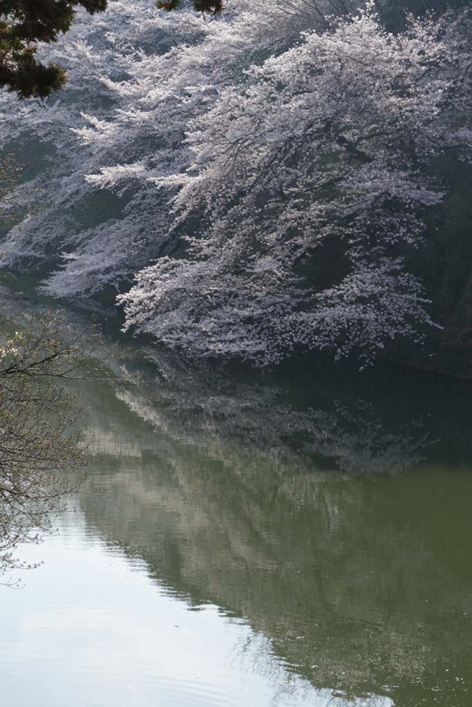 堀と桜