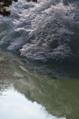 堀と桜