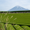 新茶の季節