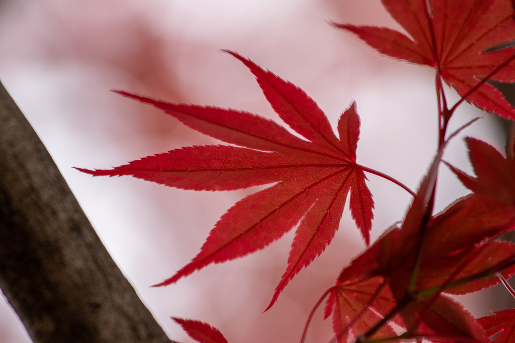 野村紅葉
