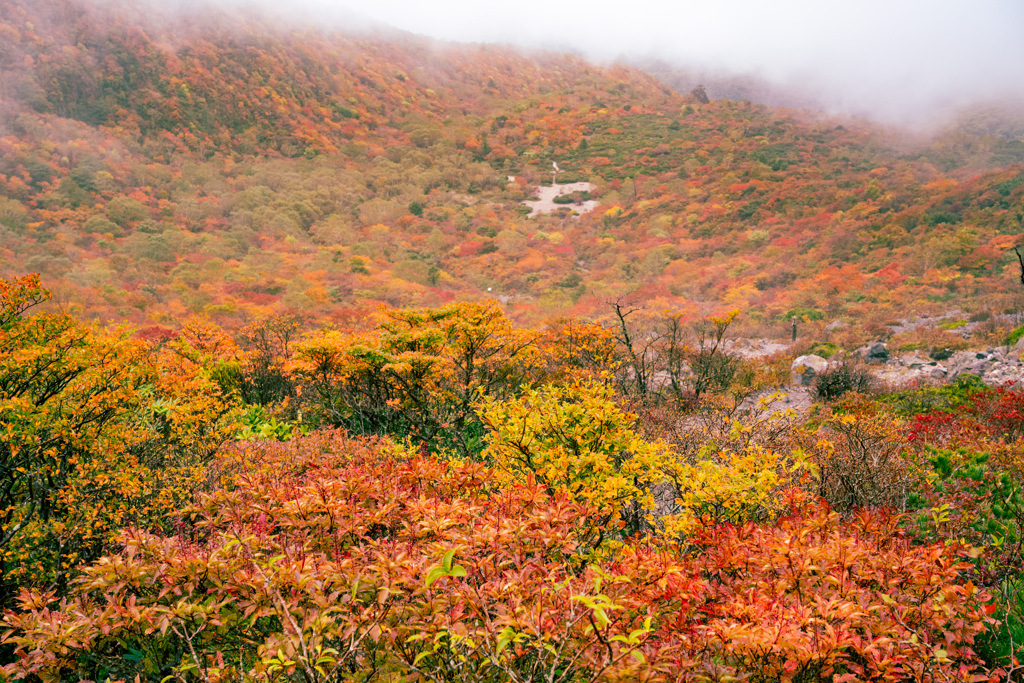 紅葉の海