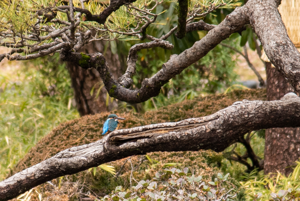 初カワセミ