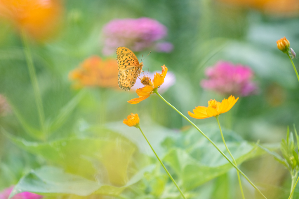 花の園