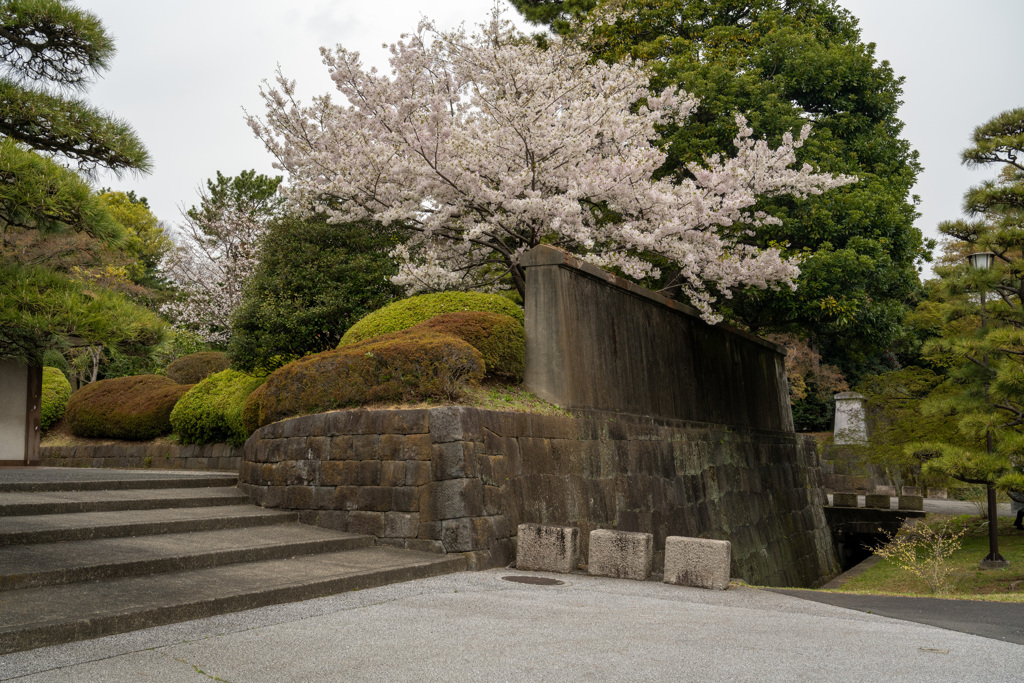 皇居乾通りの桜