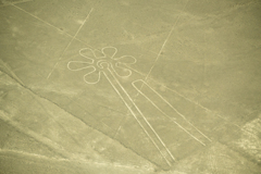 花（ナスカ地上絵）