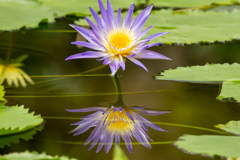 水上華