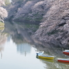 桜リフレクション