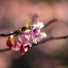 早咲き桜