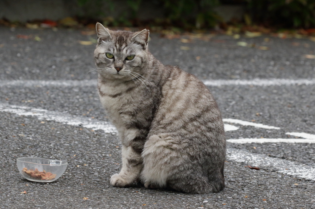 のら_にらめっこ