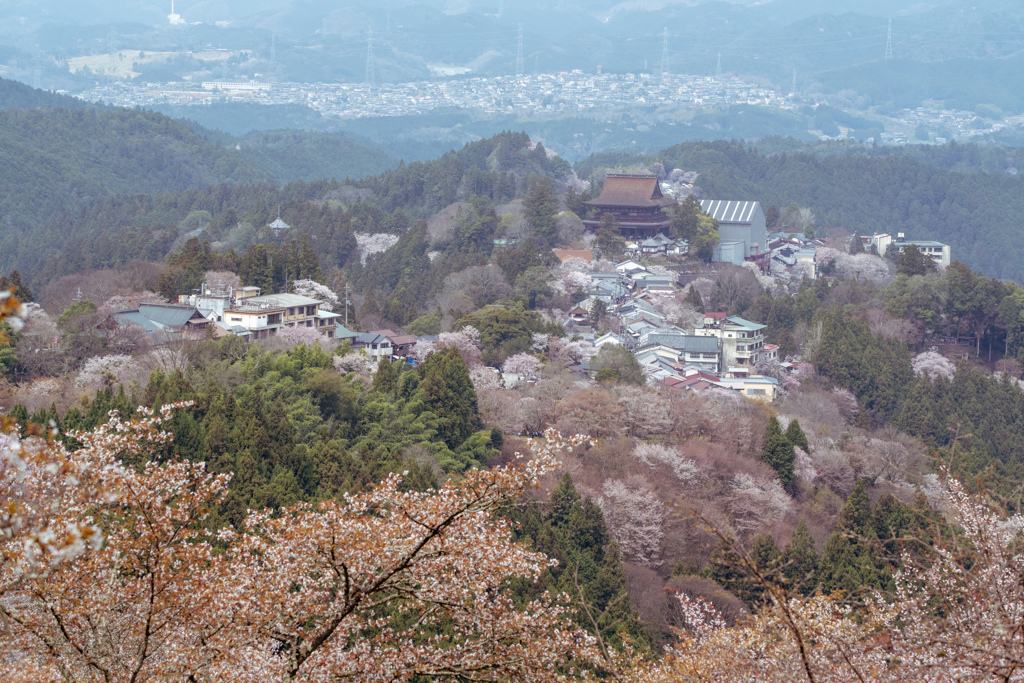 吉野中の千本③