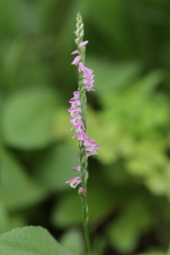 ねじれ草