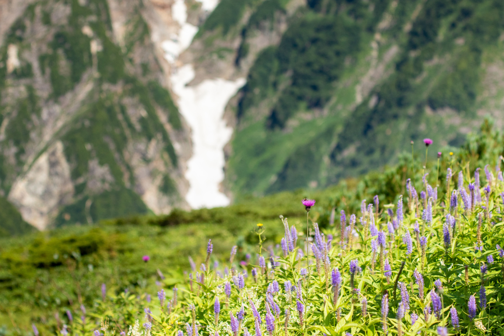 高山植物