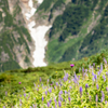 高山植物