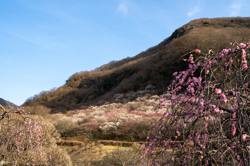 湯河原梅林