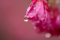 花しずく