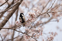 シジュウカラ