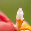 花蕊
