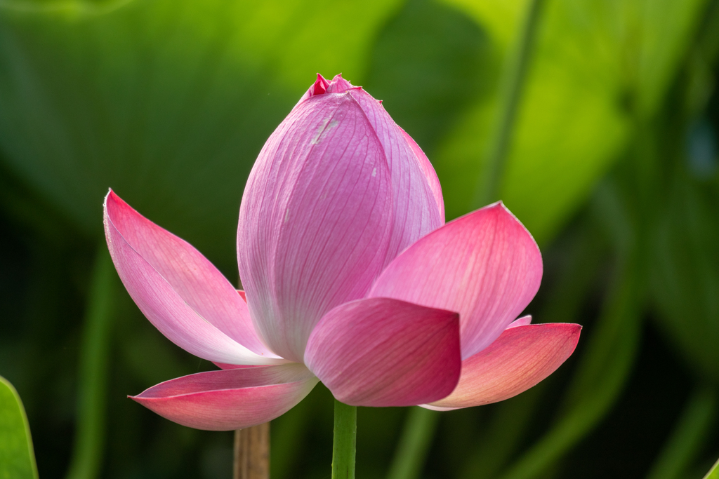 花びら