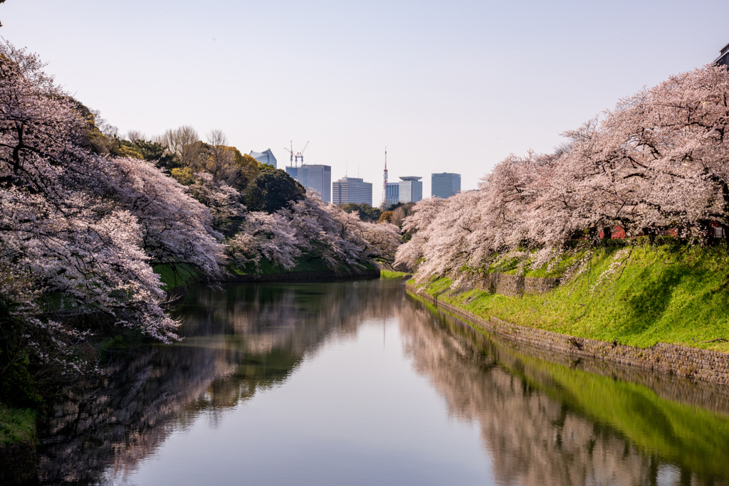 皇居の春