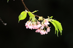 浮かび上がる河津桜