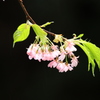 浮かび上がる河津桜