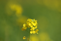 菜の花
